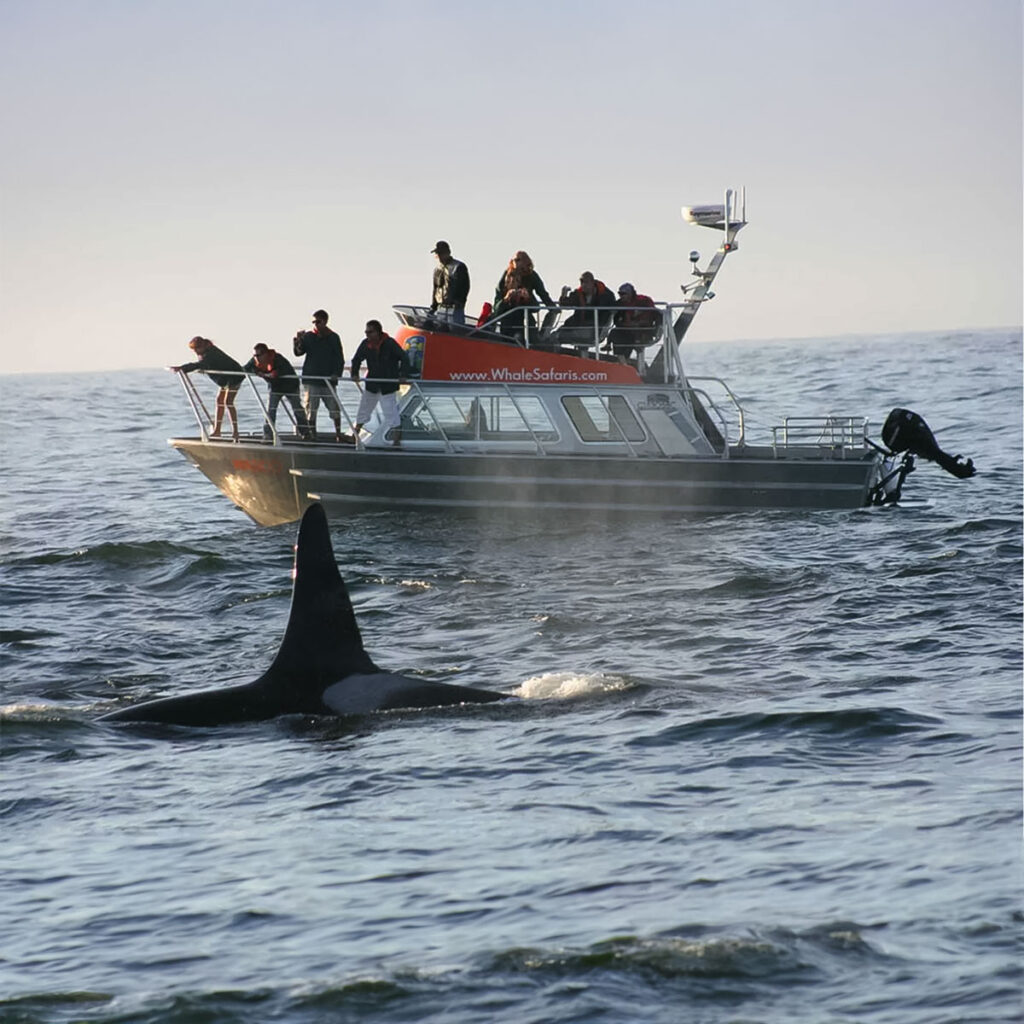 Orca whale dorsal fin surfacing next to a whale-watching tour boat.