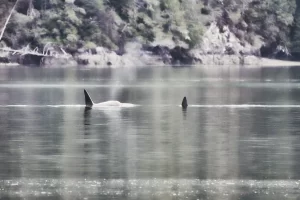 Orcas swimming in calm waters.