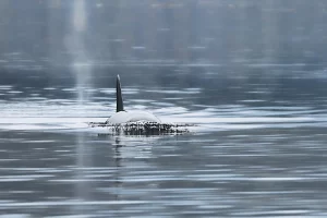 Orcas swimming in calm waters.