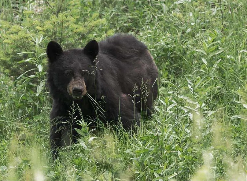 Black bear walking through tall green grass.