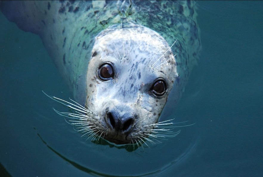 Close-up of a harbor seal in the water.