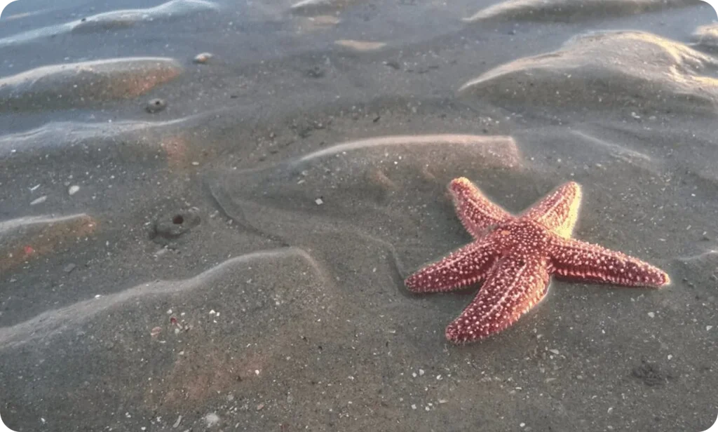 Ein roter Seestern an einem Sandstrand bei Ebbe.