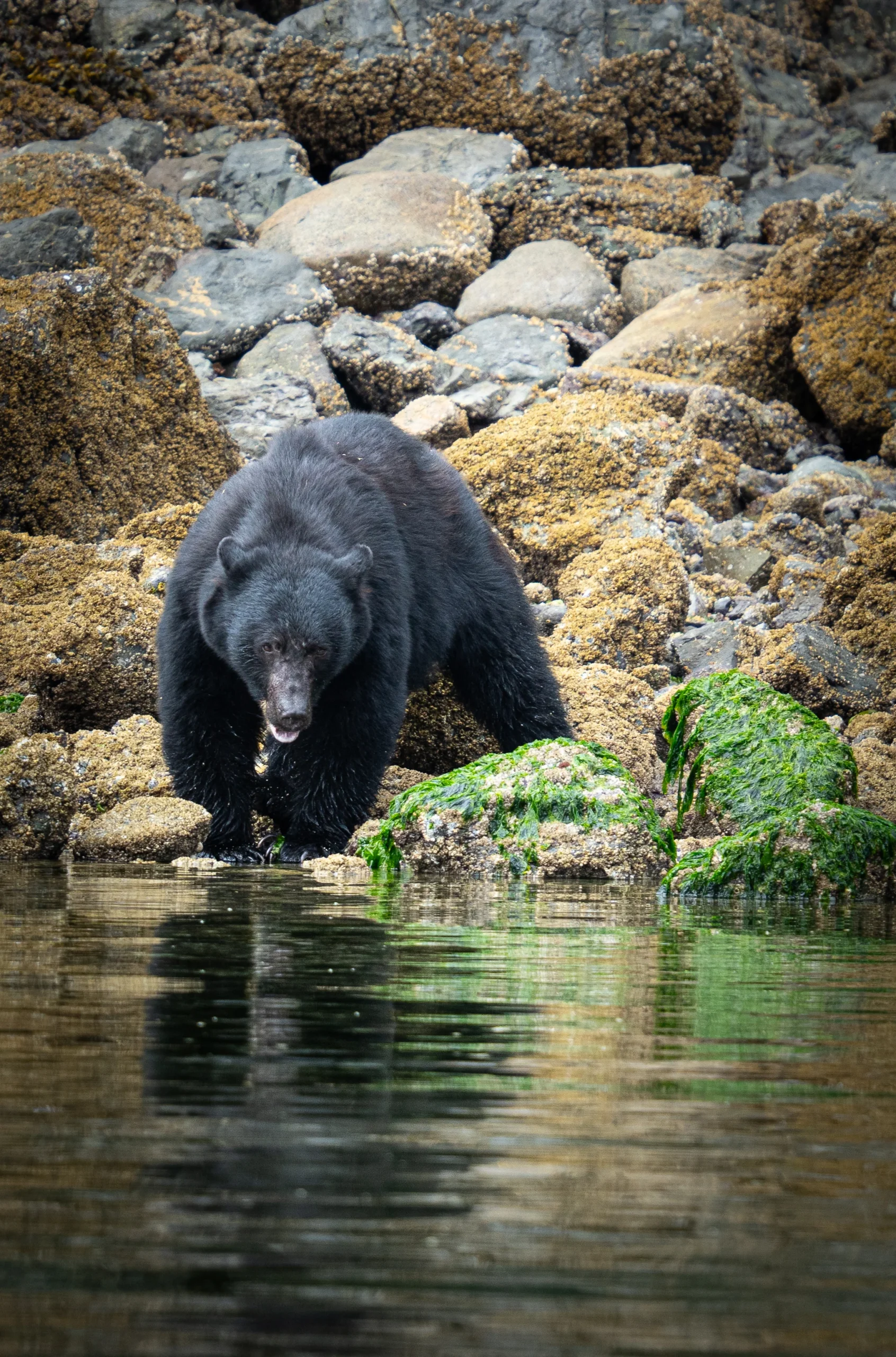Black bear standing on a rocky shoreline by the water.