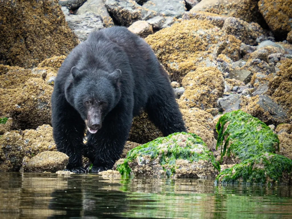 Black bear foraging on a rocky shoreline with green seaweed.