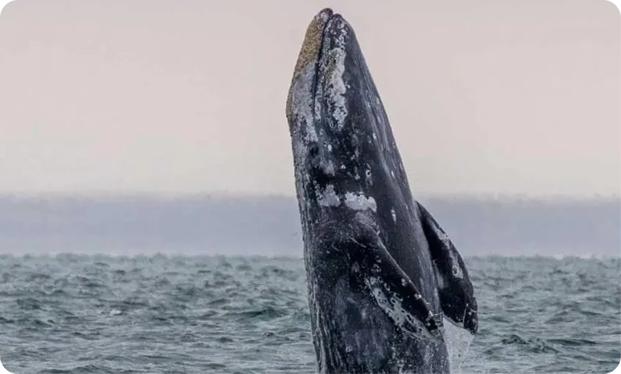 Gray whale spyhopping in the ocean