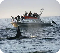Whale surfacing beside a tour boat.