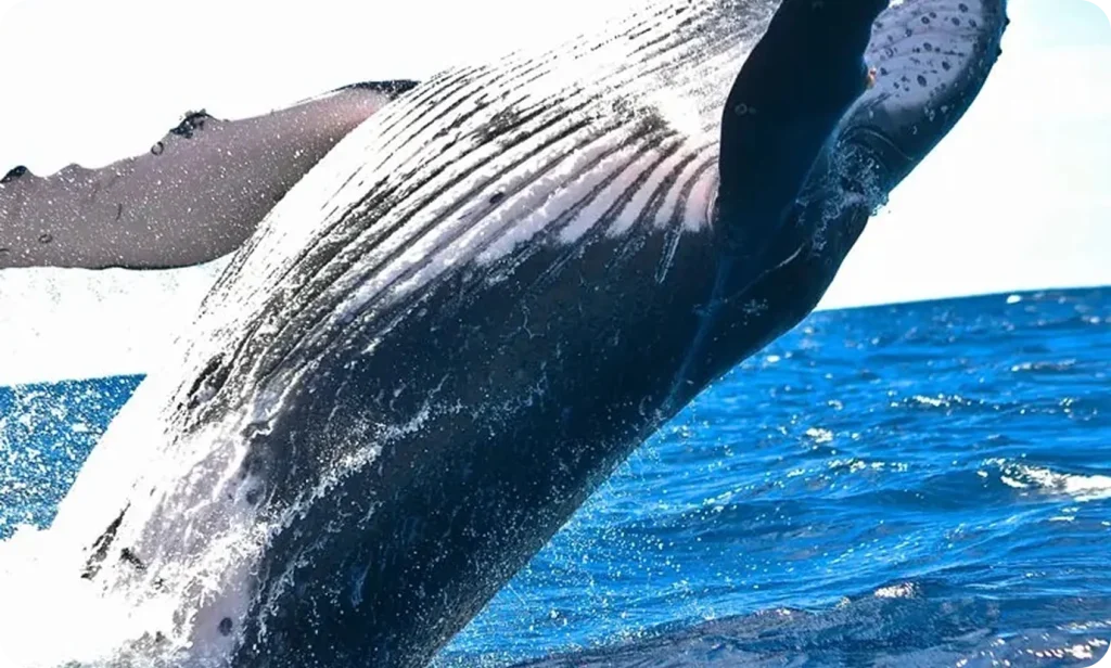 Humpback whale breaching in ocean