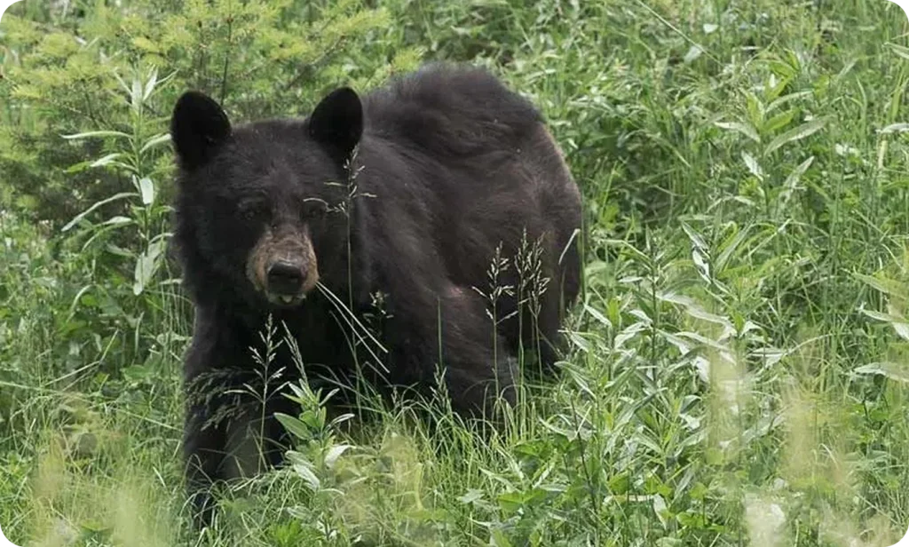 Black bear in tall green grass