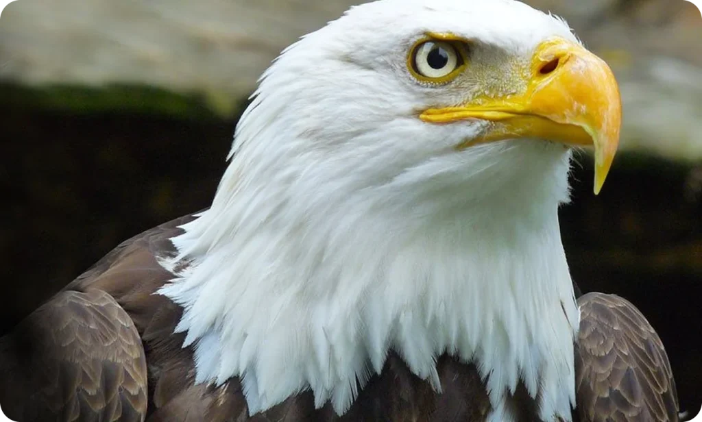 Close-up of a bald eagle.