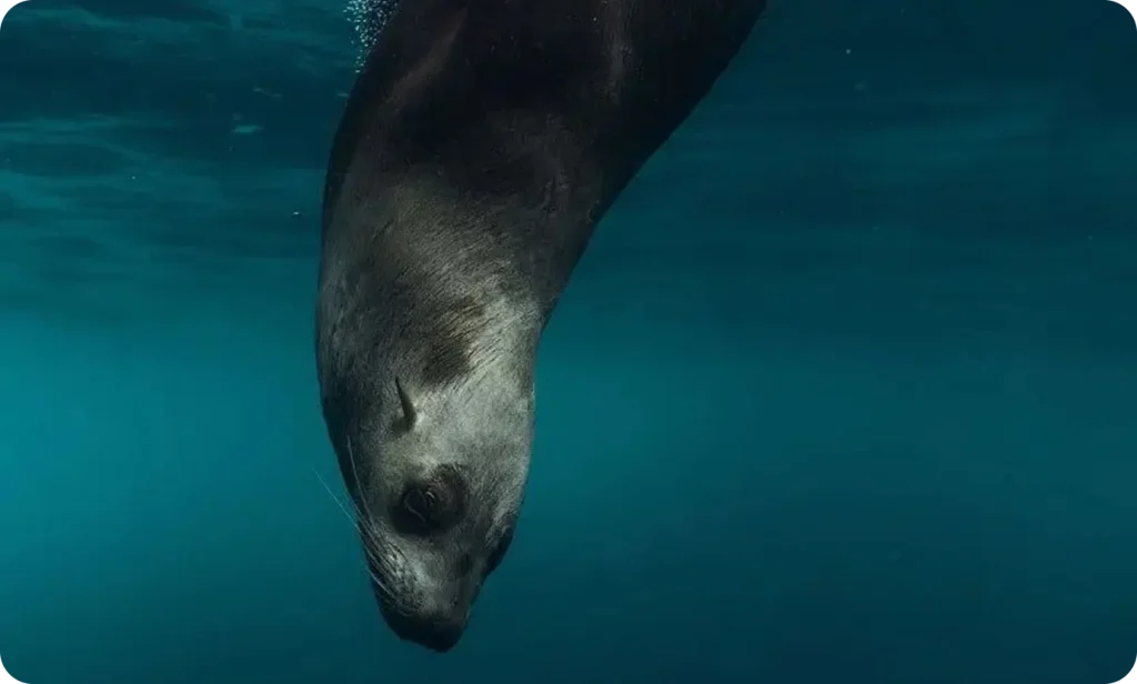 Seal swimming underwater in blue water