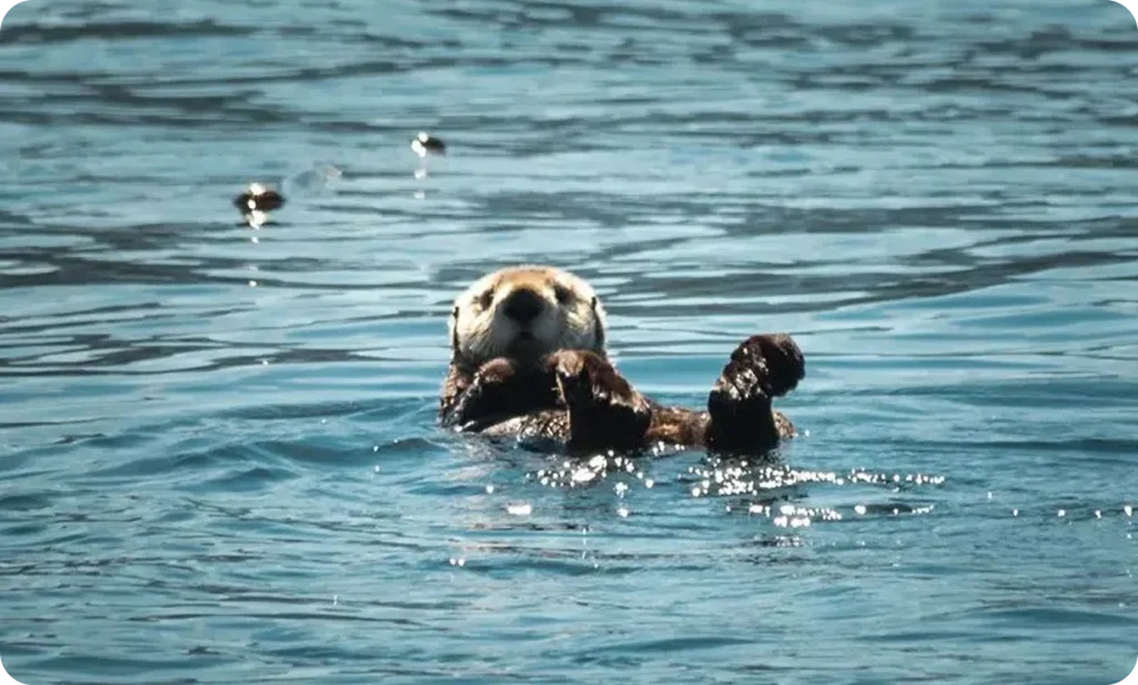 Otter floating on water surface.
