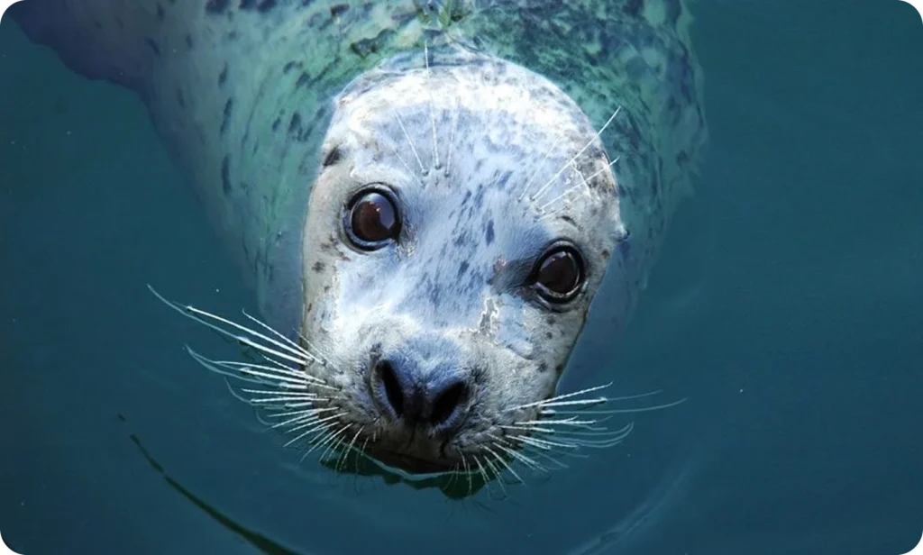 Curious seal swimming in water.