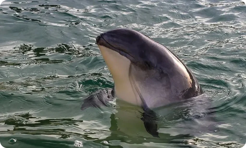 Dolphin swimming in clear water