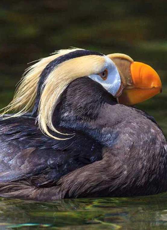 Tufted puffin floating on the water.