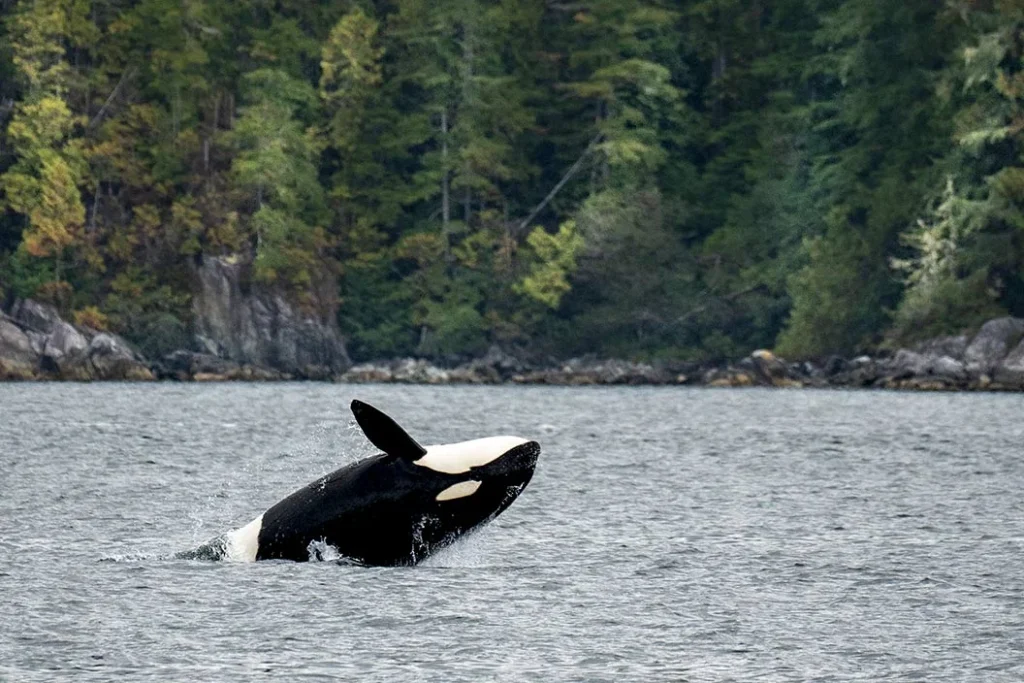 Orca breaching from the ocean during a whale-watching experience near Tofino
