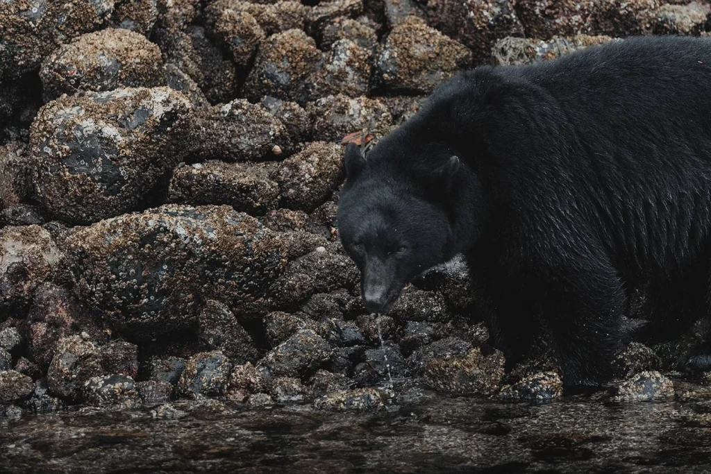 Black bear foraging on barnacle-covered rocks along the shoreline